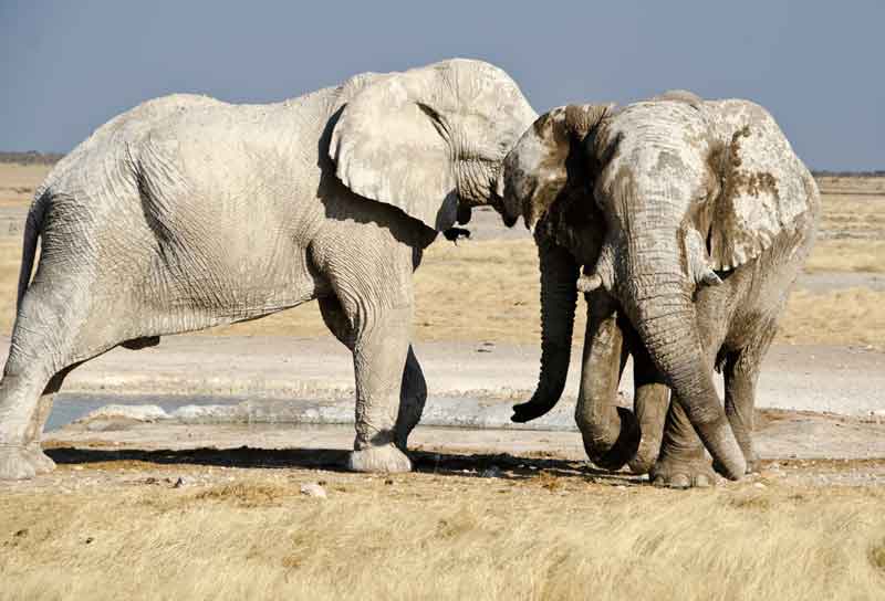 67 - Namibia - elefantes en el barro - parque nacional de Etosha